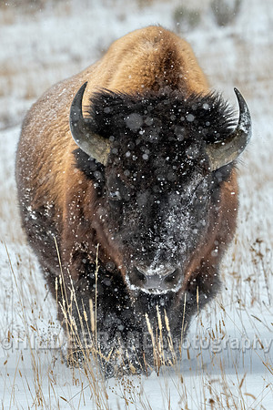Bison