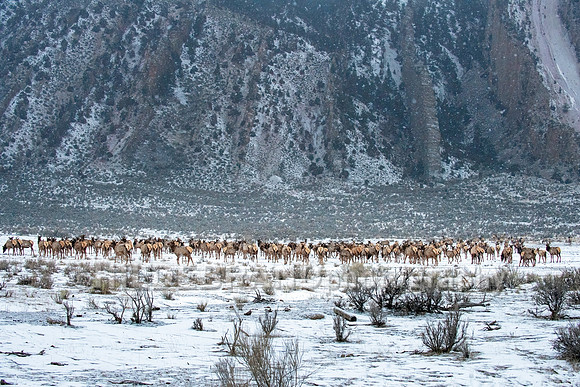 Elk