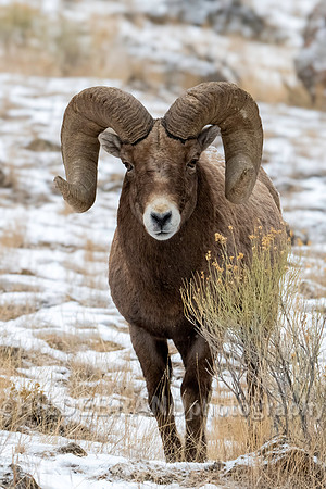 Bighorn Sheep