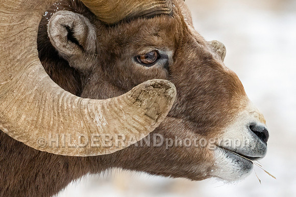 Bighorn Sheep