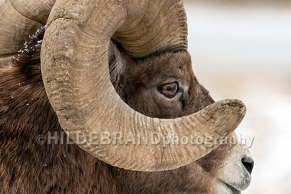 Bighorn Sheep