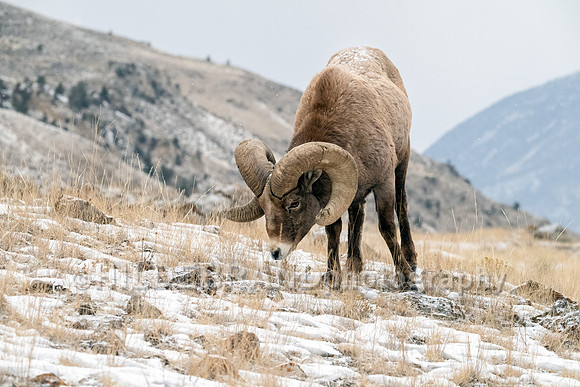 Bighorn Sheep