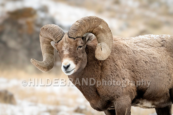 Bighorn Sheep