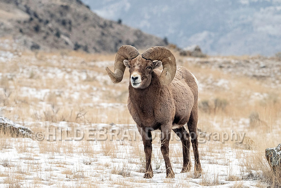 Bighorn Sheep