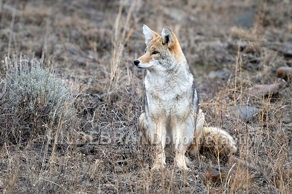 Coyote