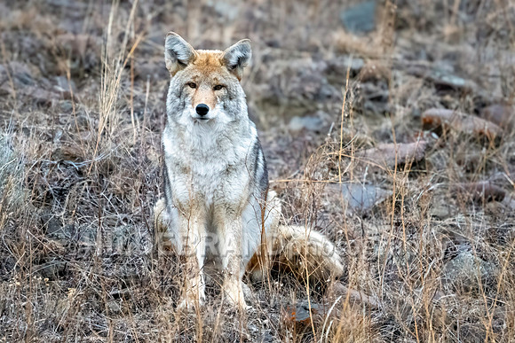 Coyote
