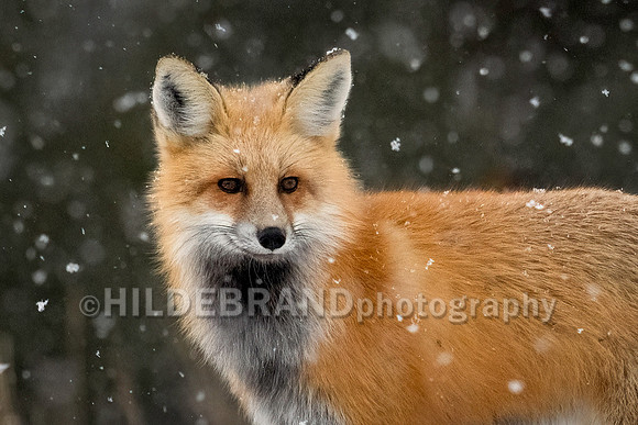 Red Fox
