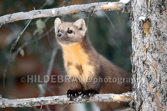 Pine Marten