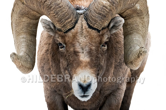 Bighorn Sheep