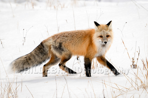Red Fox