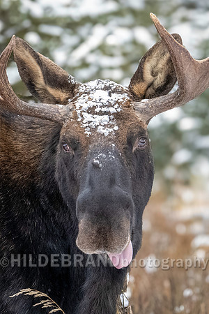 Moose