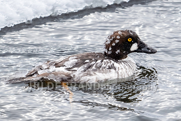 Common Goldeneye