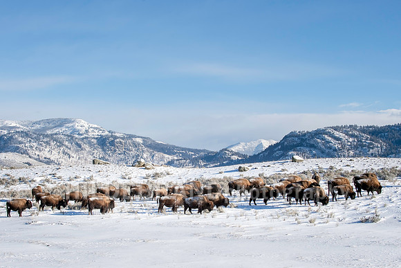 Bison