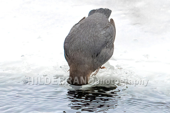 American Dipper