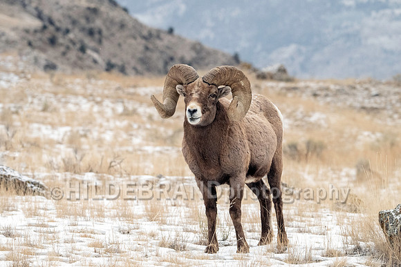 Bighorn Sheep