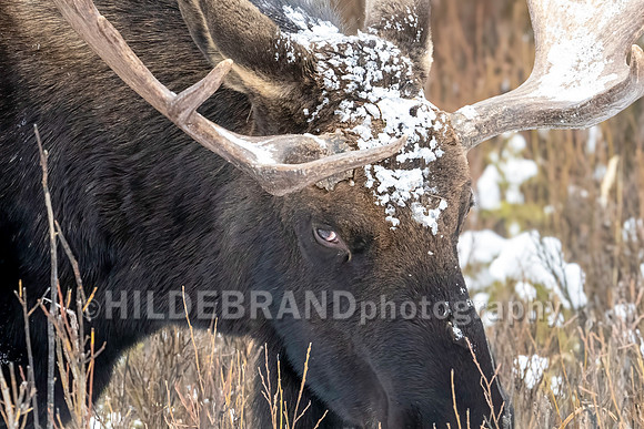 Moose