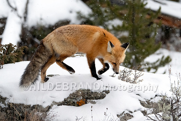Red Fox