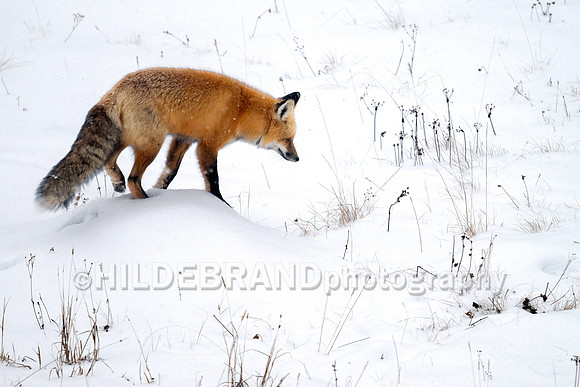 Red Fox