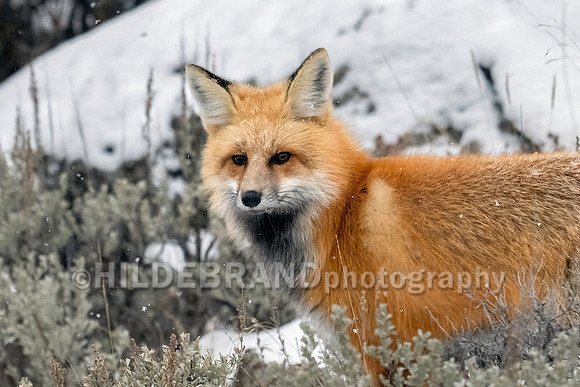 Red Fox