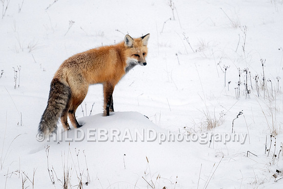 Red Fox