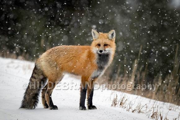 Red Fox