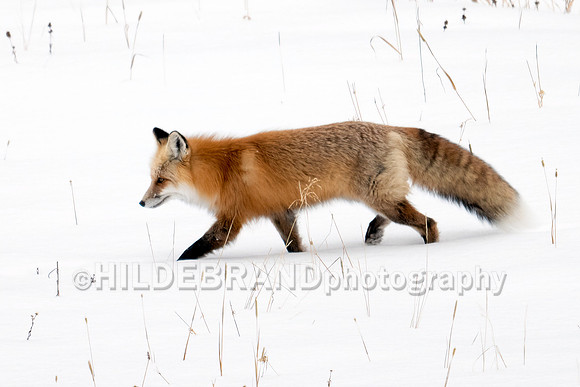 Red Fox