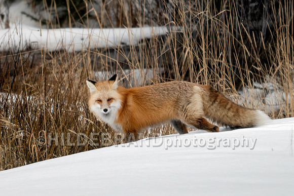 Red Fox