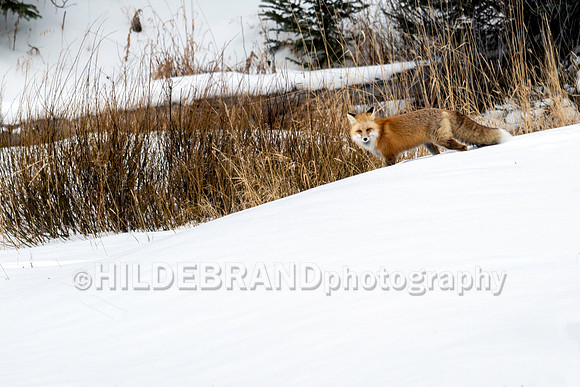 Red Fox