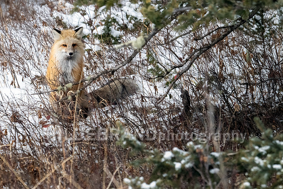 Red Fox