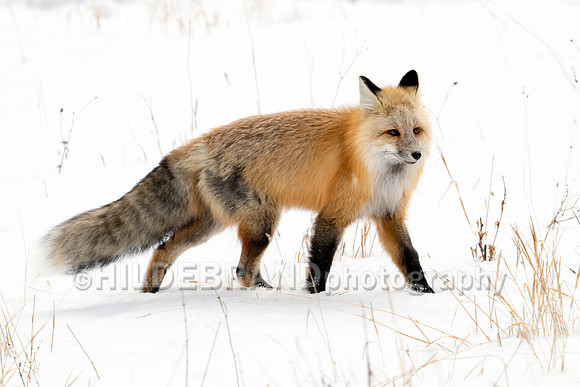 Red Fox