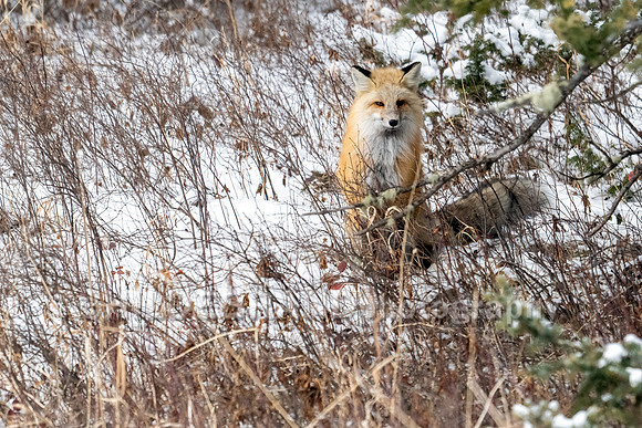 Red Fox