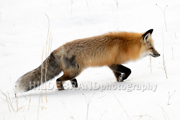 Red Fox