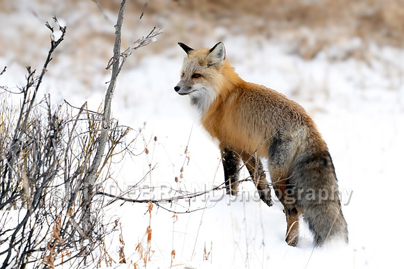 Red Fox