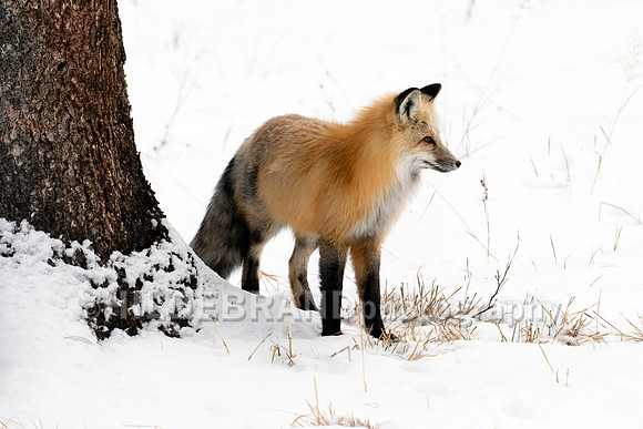 Red Fox