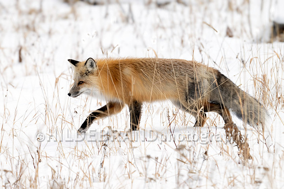 Red Fox