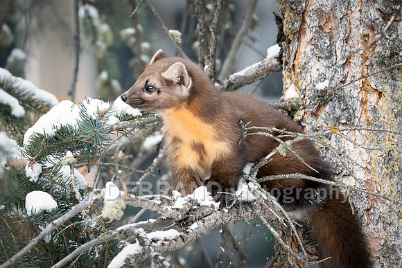 Pine Marten
