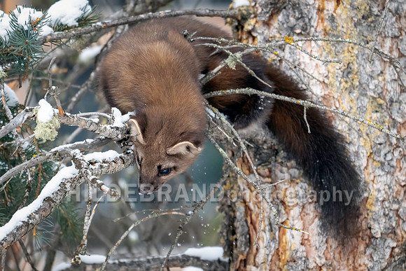 Pine Marten