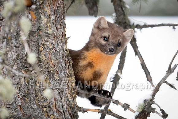 Pine Marten