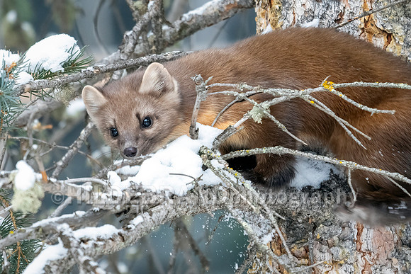 Pine Marten