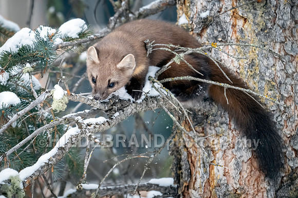 Pine Marten