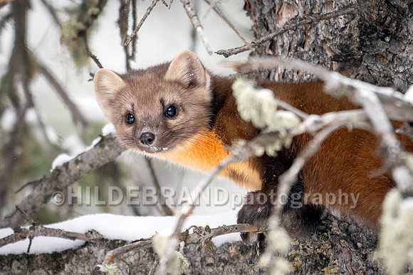 Pine Marten
