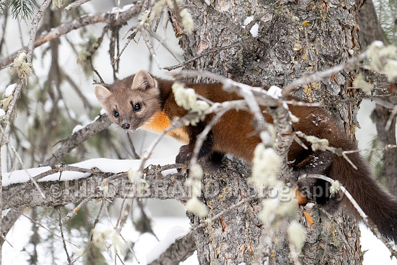 Pine Marten