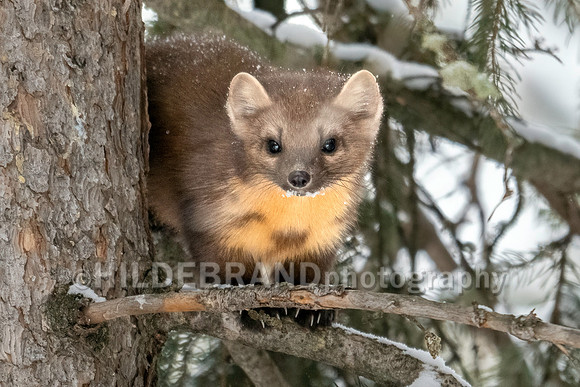 Pine Marten