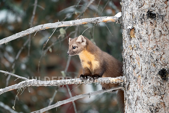 Pine Marten
