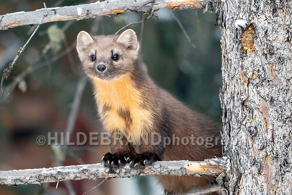Pine Marten