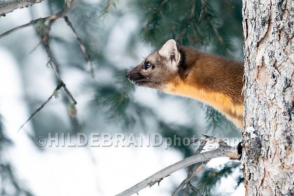 Pine Marten