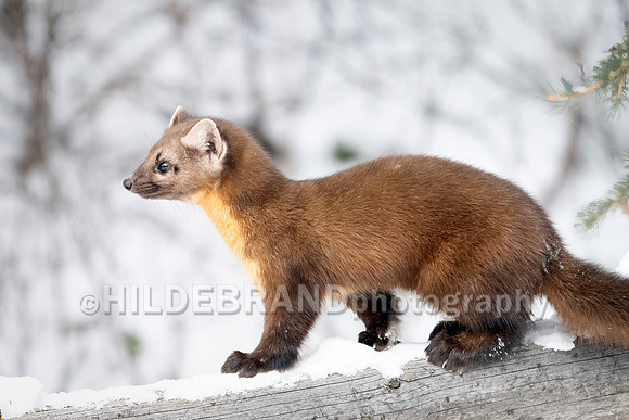 Pine Marten