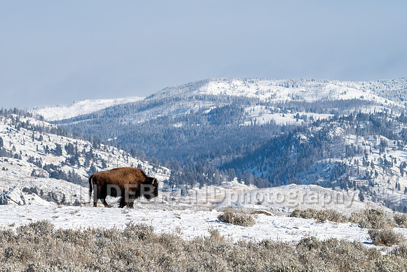Bison