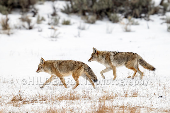 Coyote