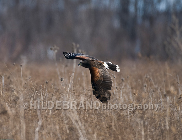 Harris's Hawk